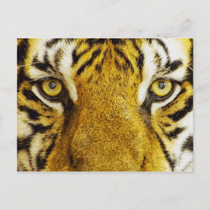 Postal Asombrosa pintura de vida silvestre para ojos de t