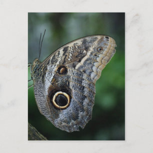 Postal Asombroso Caligo Eurilochus Mariposa