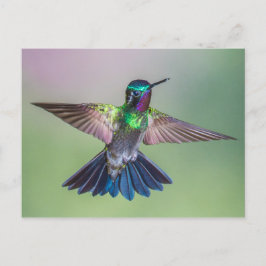 Postal Asombroso colibrí volando en Costa Rica