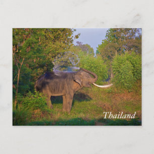 Postal Asombroso elefante tailandés