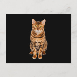 Postal Asombroso gatito bengalí
