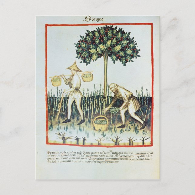 Postal Asparagus Pickers, siglo XIII (Anverso)