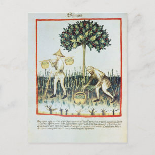 Postal Asparagus Pickers, siglo XIII