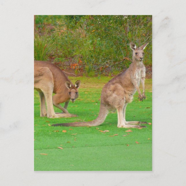 Postal aspecto canguro (Anverso)