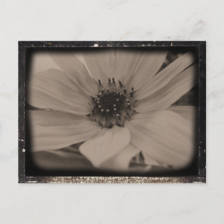 Postal Aspecto de cosecha de girasol