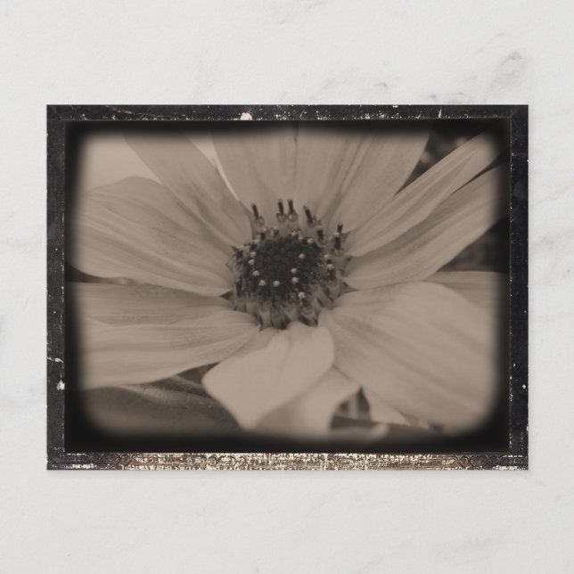 Postal Aspecto de cosecha de girasol (Anverso)