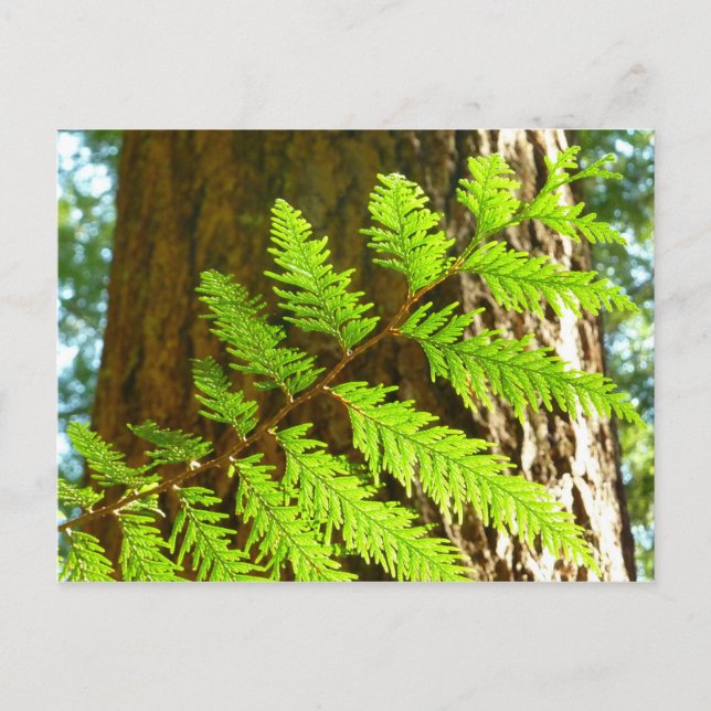 Postal Aspectos destacados de un árbol genealógico botáni (Anverso)