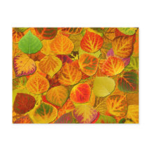 Aspen Deja Collage Sólido Medley 1