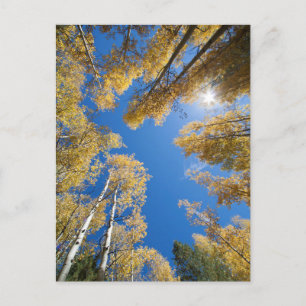 Postal Aspen está por todas partes