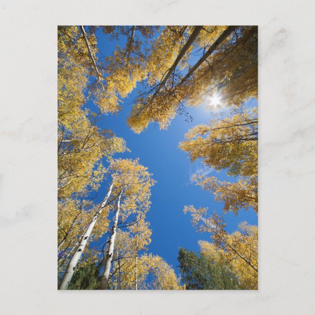 Postal Aspen está por todas partes (Anverso)