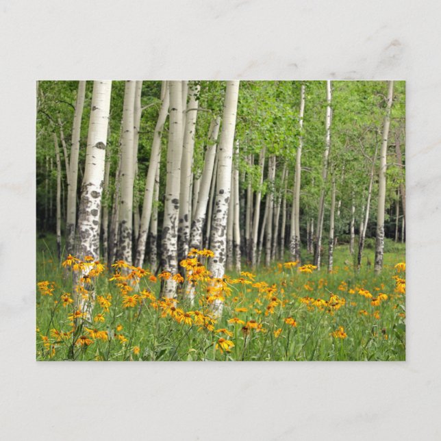Postal Aspen Grove en Nuevo México (Anverso)