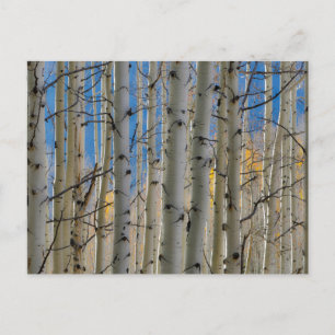 Postal Aspen Groves   Montañas Rocosas de Colorado