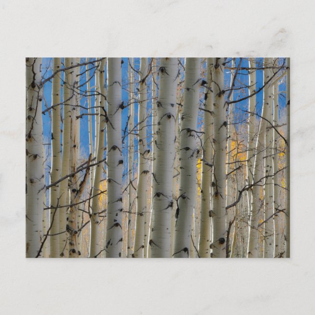 Postal Aspen Groves | Montañas Rocosas de Colorado (Anverso)