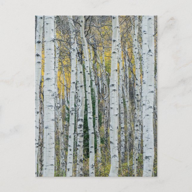 Postal Aspen Tree Trunks | Aspen, Colorado (Anverso)