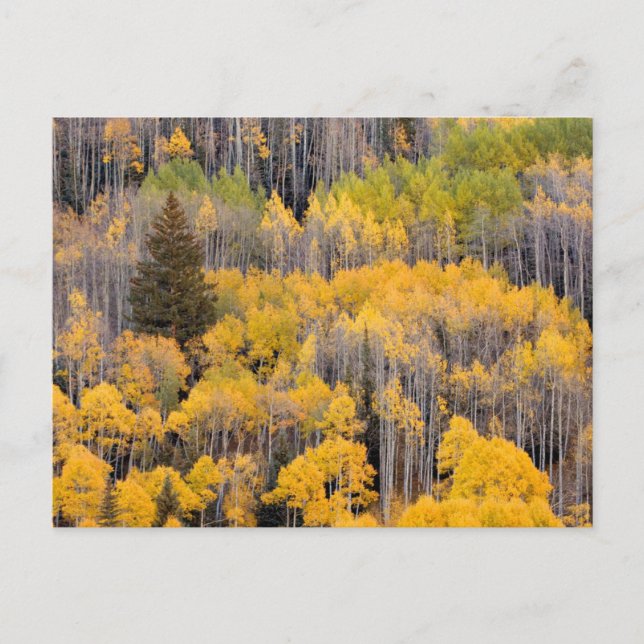 Postal Aspen Trees | Bosque nacional del río Blanco (Anverso)