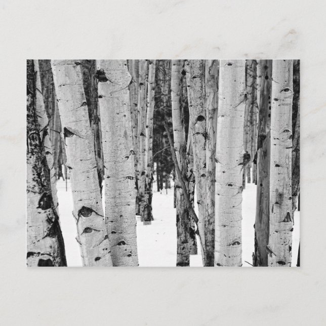 Postal Aspens (Anverso)