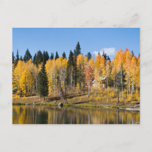 Postal Aspens de otoño en las manantiales glaciares