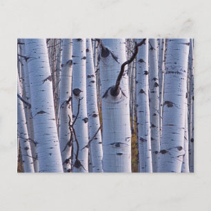 Postal Aspens en el Parque Nacional Gunnison