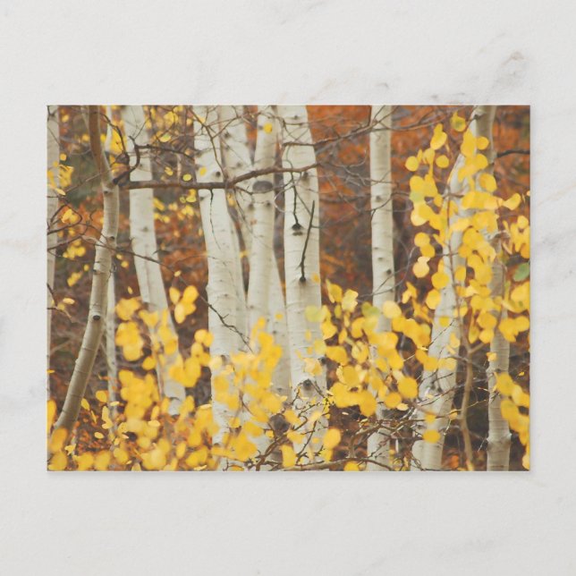 Postal Aspens en otoño (Anverso)