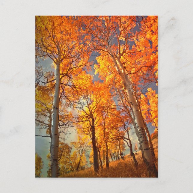 Postal Aspens' Glory (Anverso)