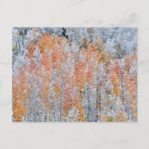 Postal Aspens & Nieve Montañas Rocosas, Colorado