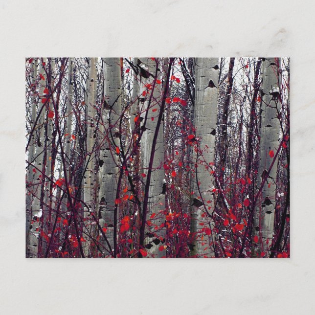 Postal Aspens otoñales (Anverso)