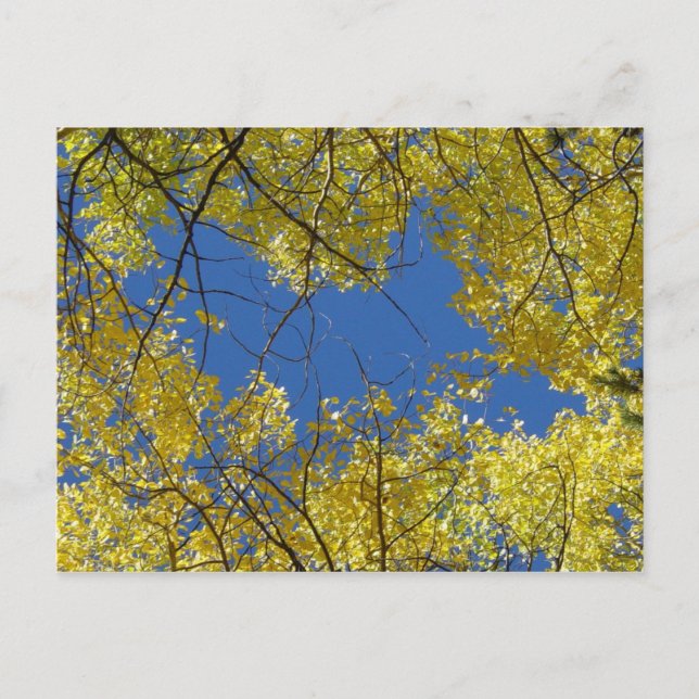 Postal Aspens Postcard (Anverso)