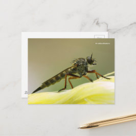 Postal Assassin Fly Robber Fly