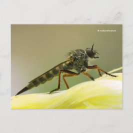 Postal Assassin Fly Robber Fly