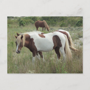Postal Assateague Ponies