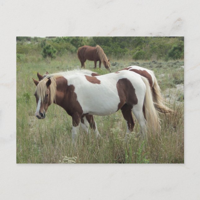 Postal Assateague Ponies (Anverso)