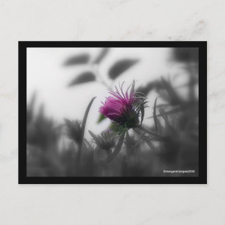 Postal Aster coloreado con borde negro