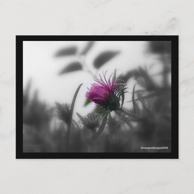 Postal Aster coloreado con borde negro (Anverso)