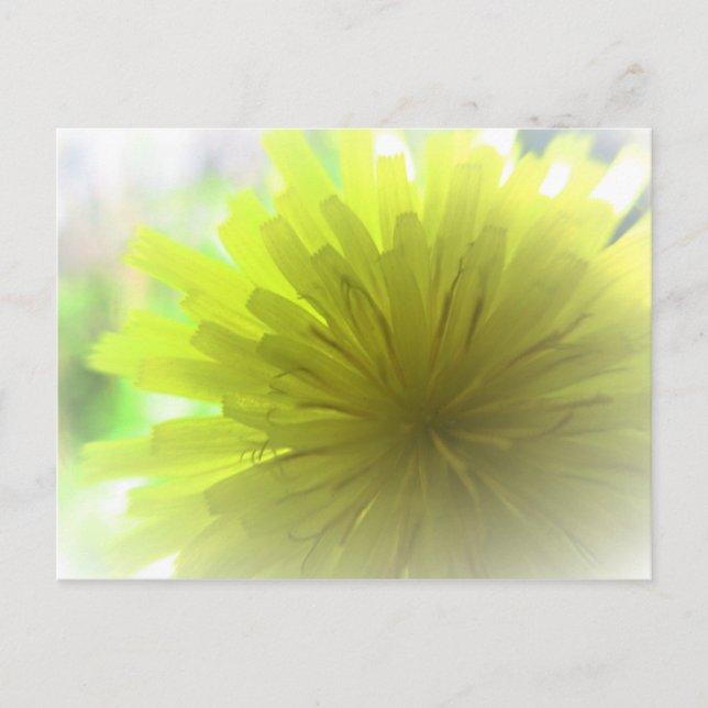 Postal Aster de Dandelion Amarillo al sol (Anverso)