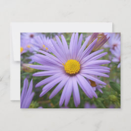 Postal Aster de Nueva York "Púrpura Mágico" en otoño