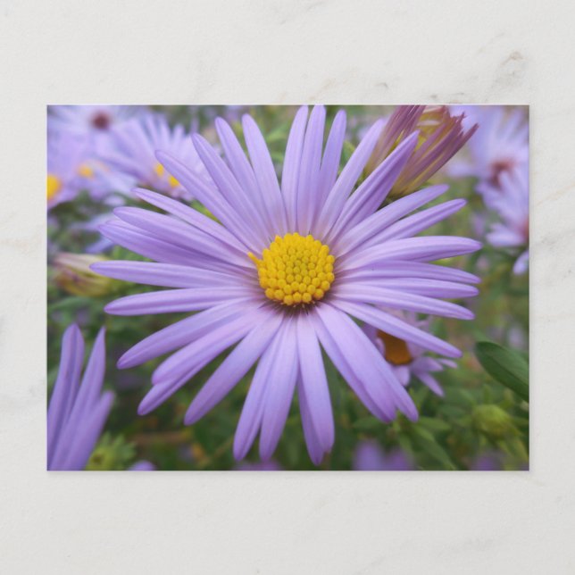 Postal Aster de Nueva York "Púrpura Mágico" en otoño (Anverso)
