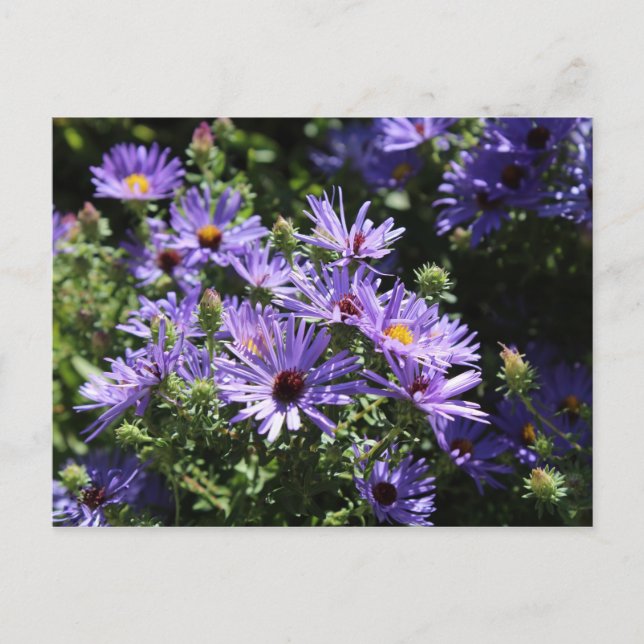 Postal Aster de otoño (Anverso)