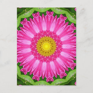 Postal Aster Kaleidoscope