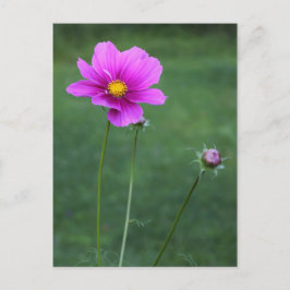 Postal Aster mexicano