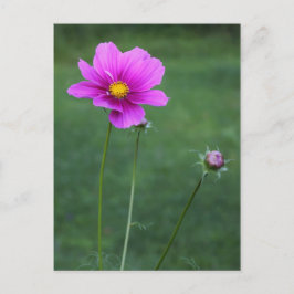 Postal Aster mexicano