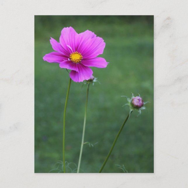 Postal Aster mexicano (Anverso)