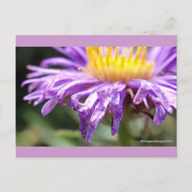 Postal Aster número 2 sin título (Anverso)