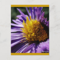 Aster número 3 sin título