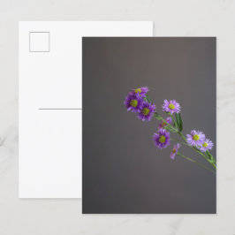 Postal Aster Púrpura