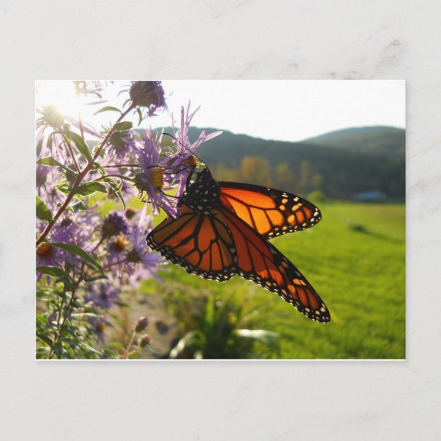 Postal Aster Visitor (Anverso)