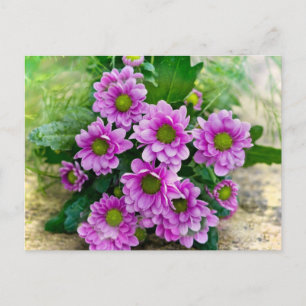 Postal Asteráceas rosadas