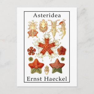 Postal Asteridea de Ernst Haeckel