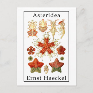 Postal Asteridea de Ernst Haeckel