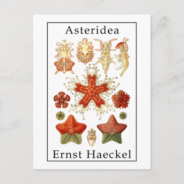 Postal Asteridea de Ernst Haeckel (Anverso)