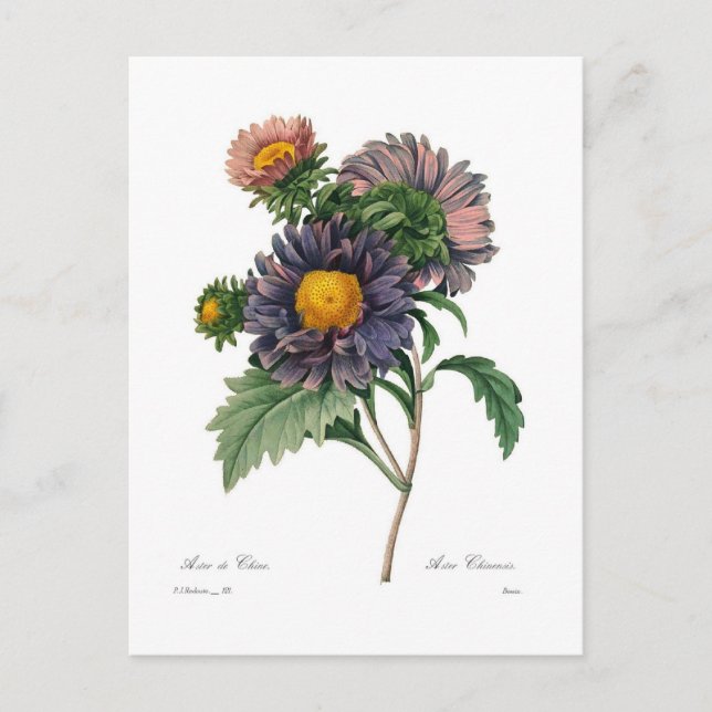 Postal Asters (Anverso)